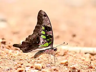 Ventral view