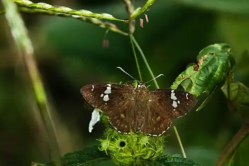 Dorsal view