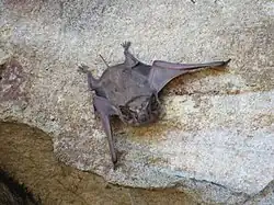 Brown bat