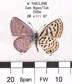 Museum specimen