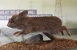 A photo of a leaping taxidermied rabbit in a small diorama