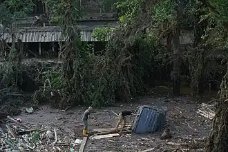 Tbilisi Zoo after the flood