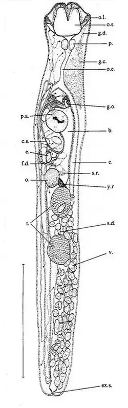 Adult Tetracerasta blepta