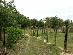 A field in Khum Khlong Popok
