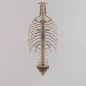 Thoracic cage with spine