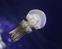 Sea jelly.
