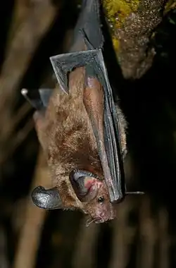 Brown bat