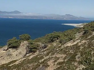 A wild Torrey pine grove, Santa Rosa Island, California