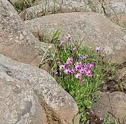In the wild in South Africa