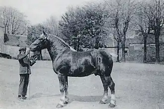 Artisan, Breton horse from Landivisiau, sold to the Haras National in 1927.