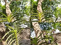 Transformation of Vanda tessellata flowers from buds
