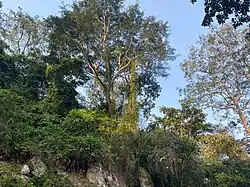 Trees around Obosomase Waterfall