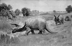 Triceratops from 1904