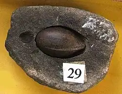 Image 17The fossil seed Trigonocarpus (from Evolutionary history of plants)