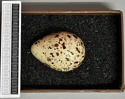 Egg, at Museum Wiesbaden.