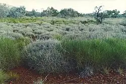 Triodia Hummock Grasslands