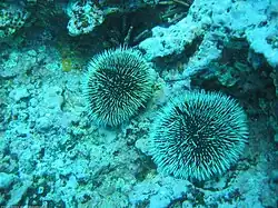 Tripneustes depressus