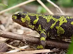 Green-black marbled newt