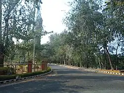 Tree-lined road