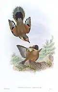 Illustration by J. Gould and W. Hart