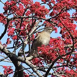 A pale thrush (Turdus pallidus) among the fruit