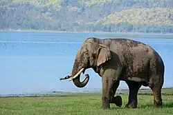 A Tusker elephant at Jim Corbett National Park, Uttarakhand, India
