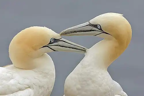 Image 17 Northern gannets More selected pictures