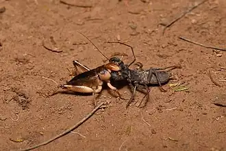 T. crucifer hunting (unsuccessfully) Tarbinskiellus portentosus