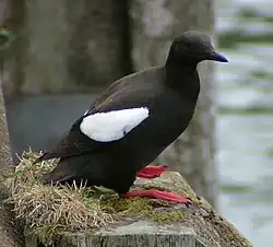 A black sea bird with a black beak, red feet and a prominent white flash on its wing sits on a shaped stone. The stone is partially covered with moss and grass and there is an indistinct outline of a grey stone wall and water body in the background.