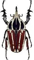 Mecynorhina ugandensis var. obenbergeri Tesař