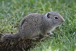 Gray squirrel