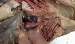 Image 17A dissected view of the unique four-chambered heart of the sharkChambers: Sinus Venosus, Atrium, Ventricle, Conus Ateriosus (from Shark anatomy)