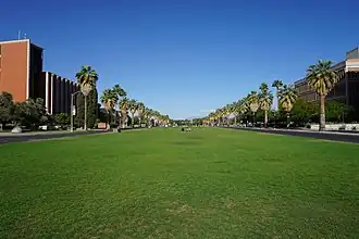 A photo of the University of Arizona mall, mostly empty with green grass and tall red brick buildings on either side of the mall. The sidewalks to either side of the mall are lined with palm trees.