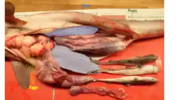 Image 3Depiction of shark anatomy including eggs, pups, and the liver (from Shark anatomy)