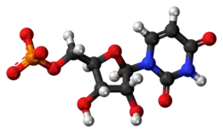 Ball-and-stick model of the UMP molecule as an anion