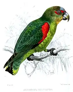 A green parrot with blue-tipped wings, a black face, and white eye-spots