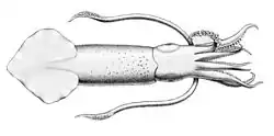 Drawing of Uroteuthis duvauceli