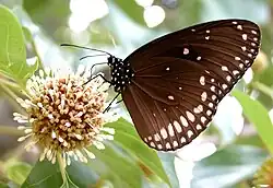 E. s. coreta In Bangalore, Karnataka, India