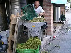 An Italian winemaker emptying perforated crates of white grapes into a de-stemmer. The berries are evacuated to the press and stalks fall to the front in a crate. In the background are stainless steel tanks used for fermentation.