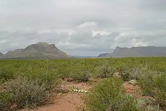 Yucca, creosote, buffalo gourd, and mesquite typify the plants in the Chihuahuan Desert