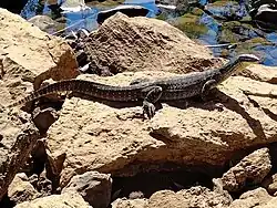 Adult V. p. panoptes