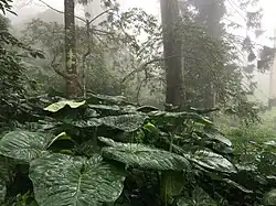 Vegetation on Nandi Hills