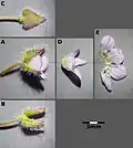 A dissected flower