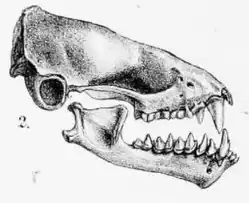 Drawing of bat skull