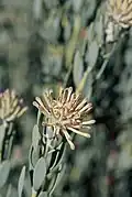 Kamiesberg vexator
