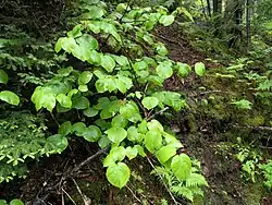 Viburnum lantanoides in mixed northern forest of Picea rubens (red spruce) and Betula alleghaniensis (yellow birch). Fundy National Park, New Brunswick, Canada.