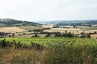 The Viserny vineyards