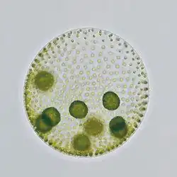 Volvox, a colonial chlorophyte