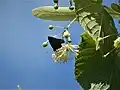 White-letter hairstreak nectaring on T. platyphyllos flower