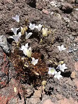 A clump of white and blue flowers on some rocks